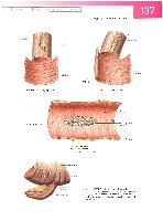 Sobotta  Atlas of Human Anatomy  Trunk, Viscera,Lower Limb Volume2 2006, page 144